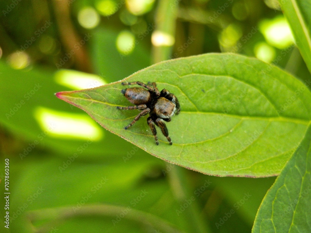 jumping spider on green leaf in nature garden, closeup of photo jumping spider on green leaf in nature garden, closeup of photo