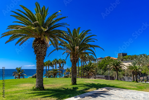 Beach del Duque palm tree on the beach on the Atlantic Ocean wild Tenerife