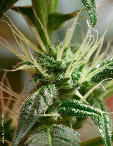 Cannabis bud blossoming, trichomes in the inflorescence of the plant visible
