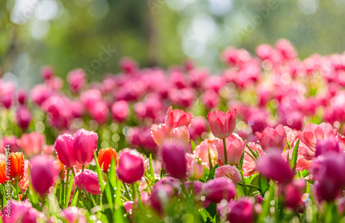 Fototapeta Naklejka Na Ścianę i Meble -  Pink tulips in sunlight, close up of tulip flowers in flower garden, tulips with water drop and backlight flora wallpaper background.