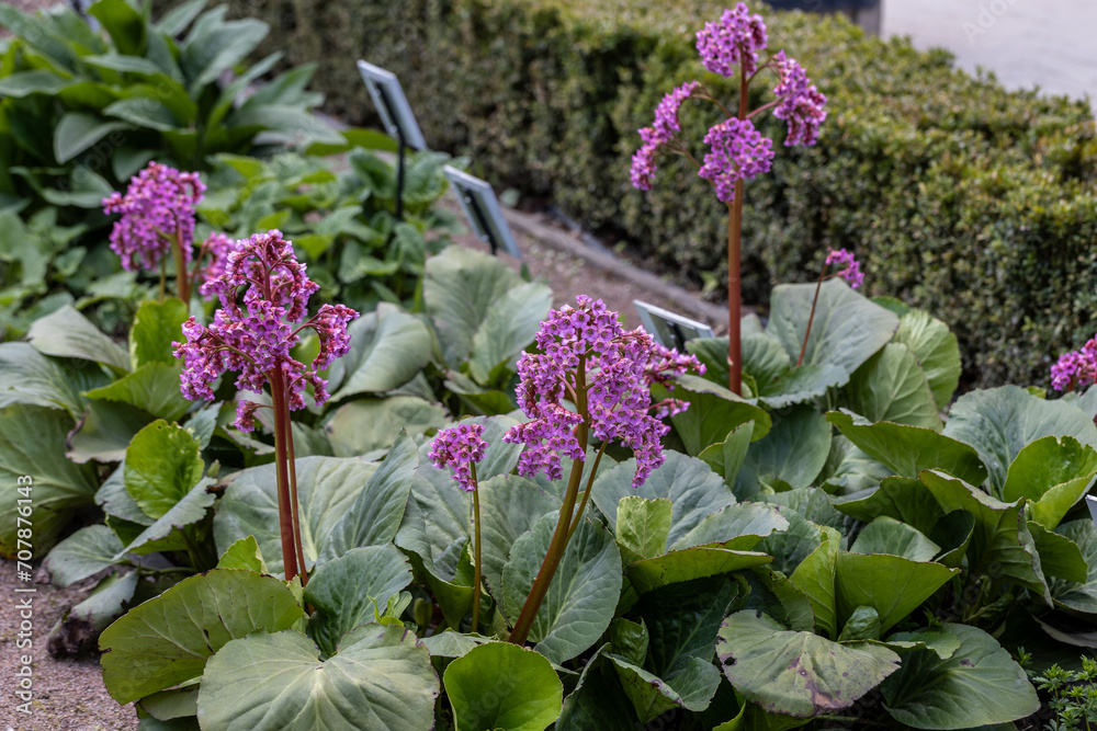 Ταπετσαρία Green leaves and pink flower bergenia crassifolia
