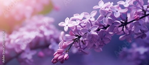 Macro shot of small lilac blossom