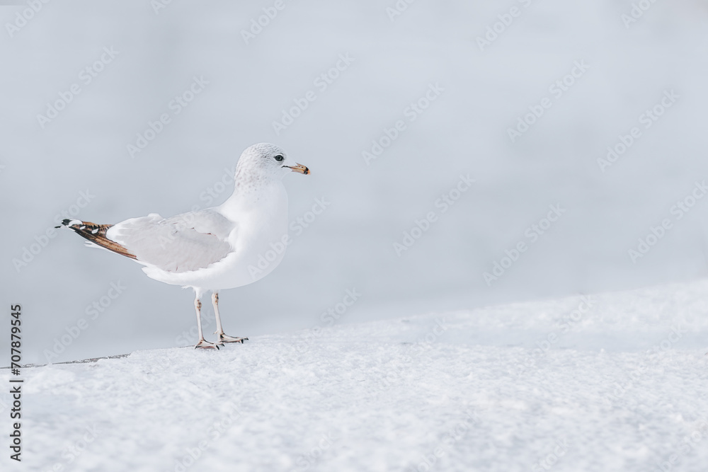 seagull on the snow seagull on the snow