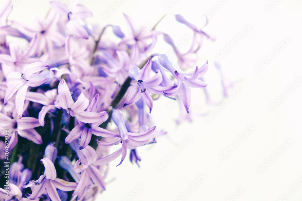 Abstract floral backdrop of purple hyacinth flowers on white background with soft style for spring or summer time