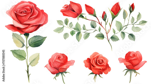 Watercolor elements red roses on a white background © WARIT_S