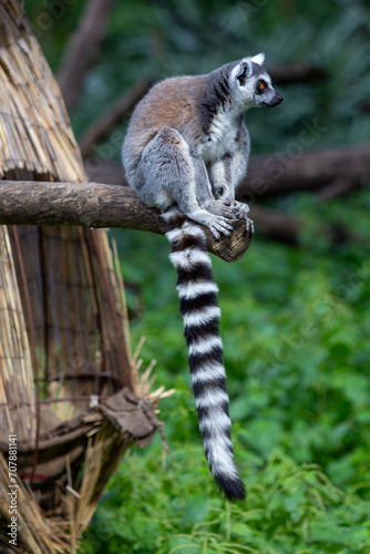 Ring-tailed lemur sitting on a branch looking aside at the zoo; Beautiful animal on the safari