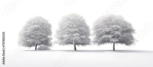 trees in the snow.Panorama of a snow-covered park. Beautiful winter setting. bright photo, blue sky with clouds.