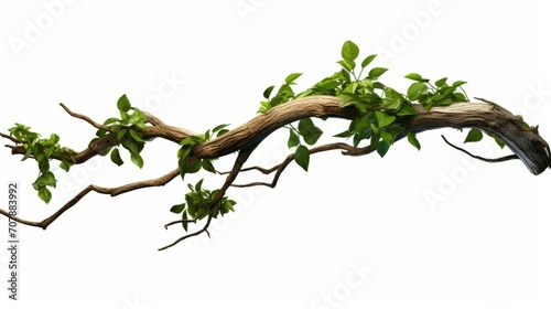 Realistic twisted jungle branch with plant growing isolated on a white background isolated on white background, photo