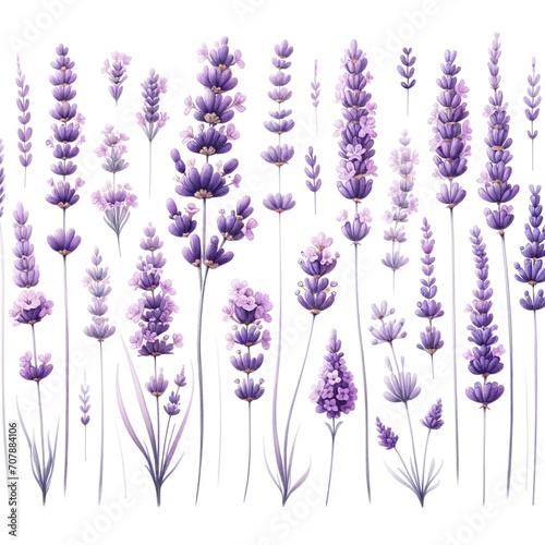set of watercolor clipart of lavender on a white background.