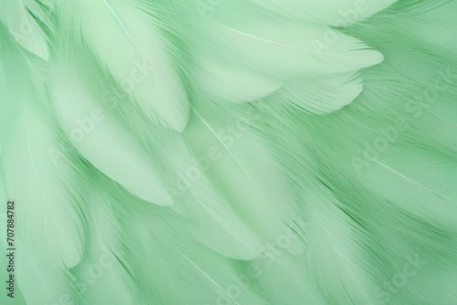 Green pastel feather abstract background texture