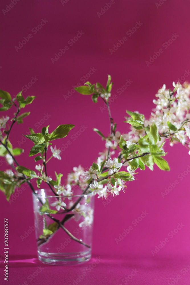 Obraz premium Blossoming cherry branch in a glass with water