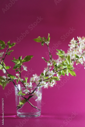 Blossoming cherry branch in a glass with water