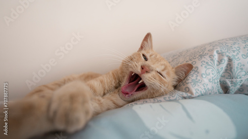 tangerine-colored cat lying on light blue pillows, yawning and looking toward the camera against white background