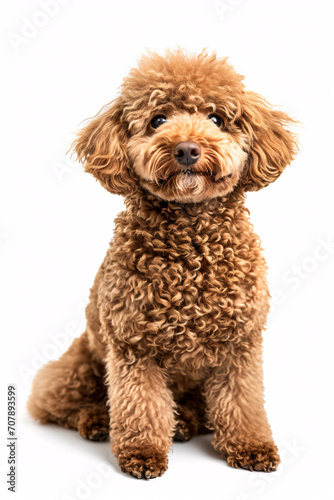 Poodle dog isolated on white background