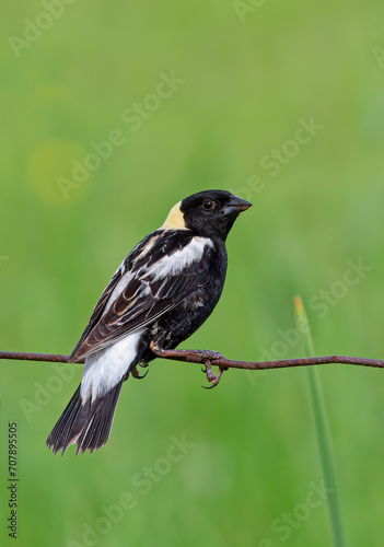 Bobolink male isolated against a green background perched on a barbed wire fence in Ottawa, Canada photo