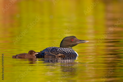 Photography Common Loon (Gavia immer) swimming with chick by her side on Wilson Lake, Que, C