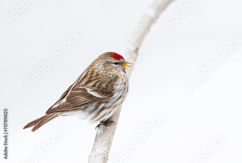 Male Redpoll isolated against a white background perched on a branch in winter photo