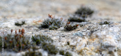 Detail of green moss on white rock. Blurred background. © Denis