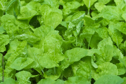 Mustard Greens vegetable plant. Mustard greens growing in vegetable garden. Closeup view of mustard green leaves.