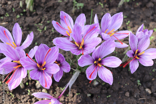 Crocus sativus, commonly known as saffron crocus, or autumn crocus. The crimson stigmas called threads, are collected to be as a spice. It is among the world's most costly spices by weight.