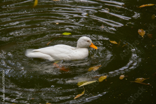 Pretty duck swimming slowly in a nice bird protection park © Gilles Rivest