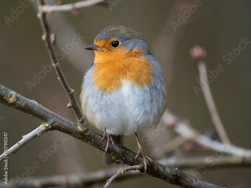 Rotkehlchen (Erithacus rubecula) © Lothar Lenz