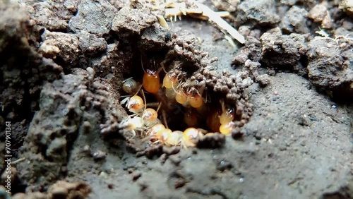 A colony of termites or Isoptera work together to build a house photo