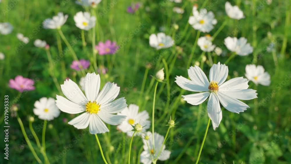 Cosmos starburst flower It is believed that cosmos is the flower of peace, tranquility, determination, and purity of a young woman.Garden background concept, Cosmos starburst flower It is believed that cosmos is the flower of peace, tranquility, determination, and purity of a young woman.Garden background concept,