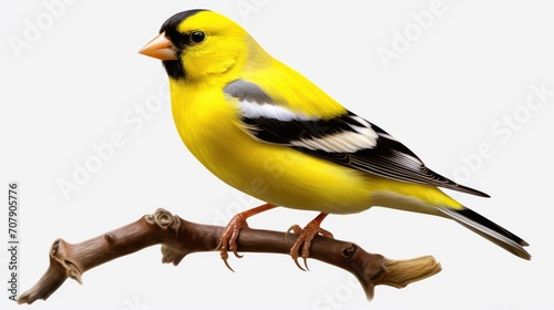 yellow wagtail isolated on white photo