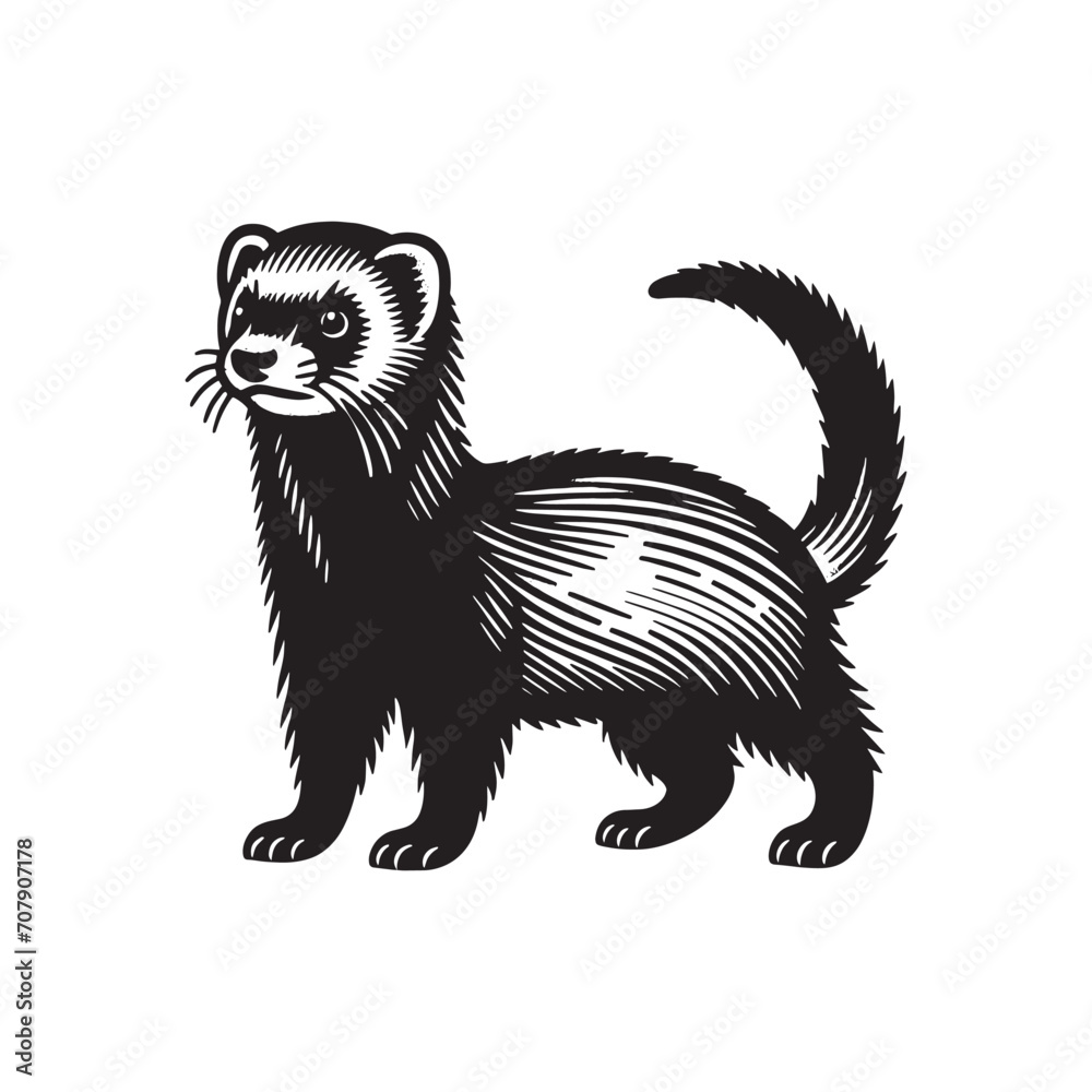 Obraz premium Beautiful ferret. Mustela furo. Vintage retro engraving illustration. Black icon, logo, label. isolated element. png 