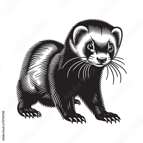 Beautiful ferret. Mustela furo.  Vintage retro engraving illustration. Black icon, logo, label.  isolated element. png	