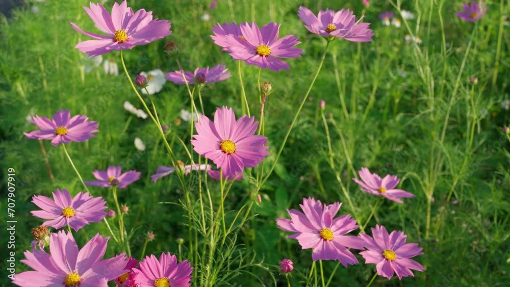 Cosmos starburst flower It is believed that cosmos is the flower of peace, tranquility, determination, and purity of a young woman.Garden background concept, Cosmos starburst flower It is believed that cosmos is the flower of peace, tranquility, determination, and purity of a young woman.Garden background concept,