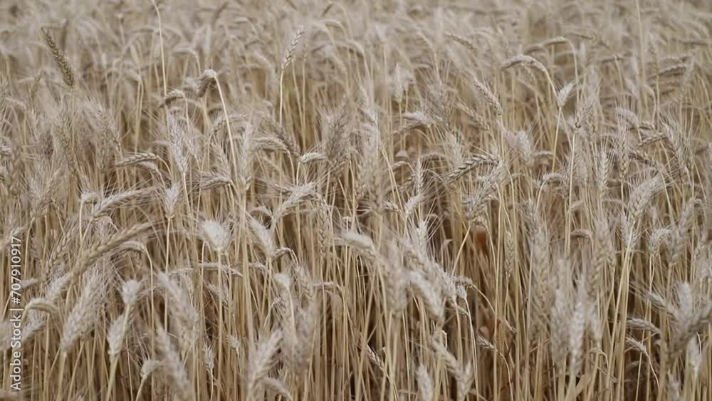 Close up field of ripe golden wheat sways from the wind on a cloudy day, agricultural business concept Close up field of ripe golden wheat sways from the wind on a cloudy day, agricultural business concept