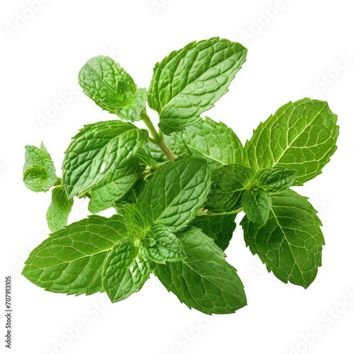 Lush Mint Leaves Flourishing with Vibrant Green Hues Isolated on Black Background