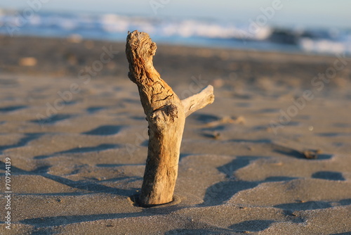 Driftwood standing on the beach