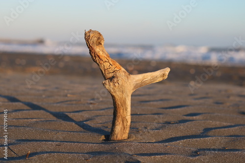 Driftwood lit by the setting sun standing on the beach