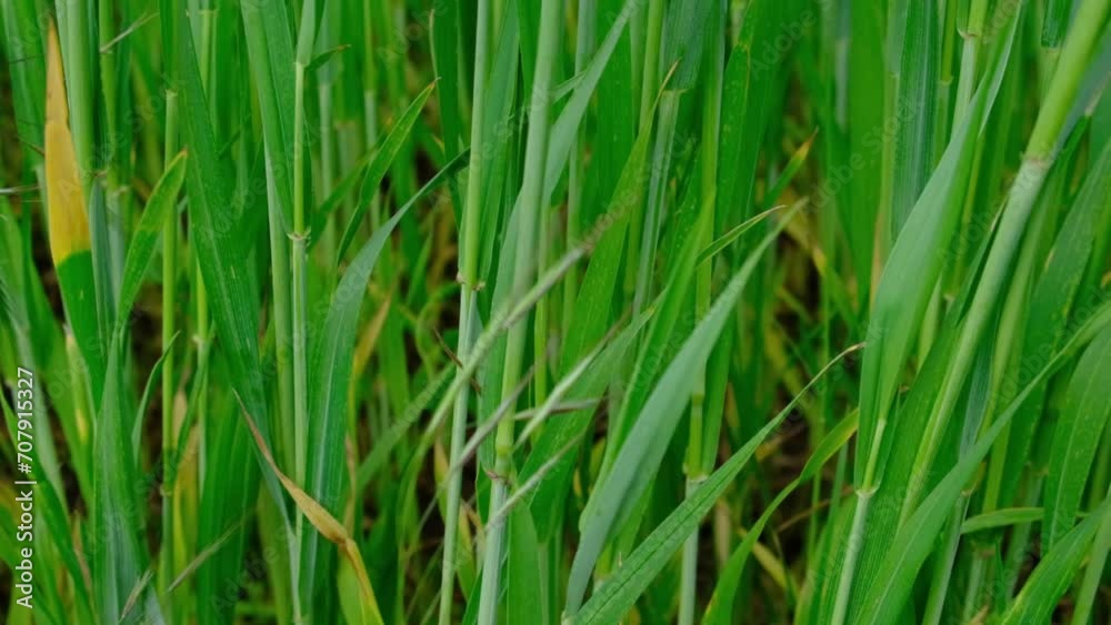 Green grass, sprouts of wheat growing in a field, agriculture panorama video background Green grass, sprouts of wheat growing in a field, agriculture panorama video background