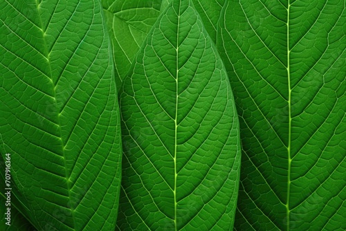 Green leaf texture for abstract background.