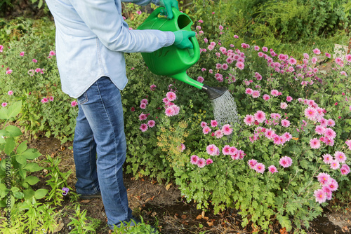Gardener farmer watering green garden with pink chrysanthemum flowers and plants with water in watering can