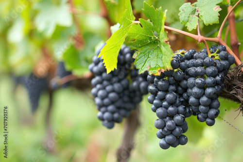 grappes de raisins mûr dans un vignoble