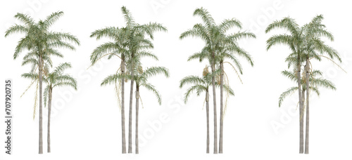 Syagrus romanzoffiana palm tree on transparent background, png plant, 3d render illustration. photo
