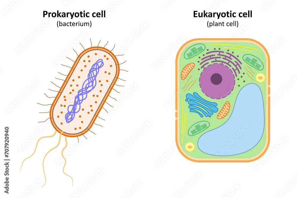 Fotografie Prokaryotic cell (bacterium) and eukaryotic cell (plant cell).