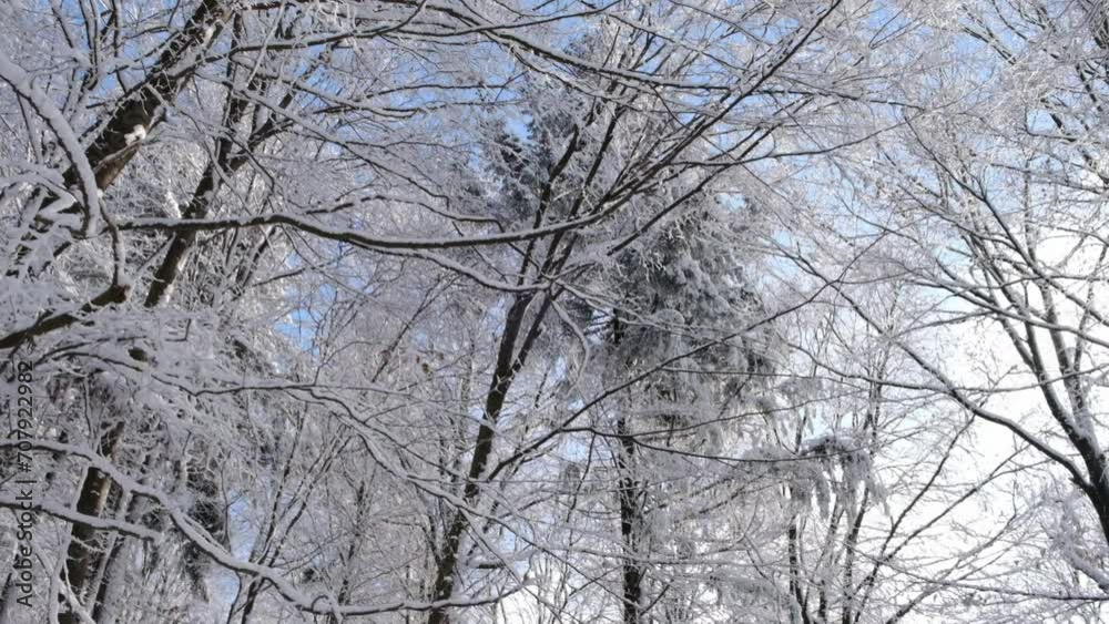 Winter park with frozen trees and light snow in a sunny day, slow motion video shot Winter park with frozen trees and light snow in a sunny day, slow motion video shot