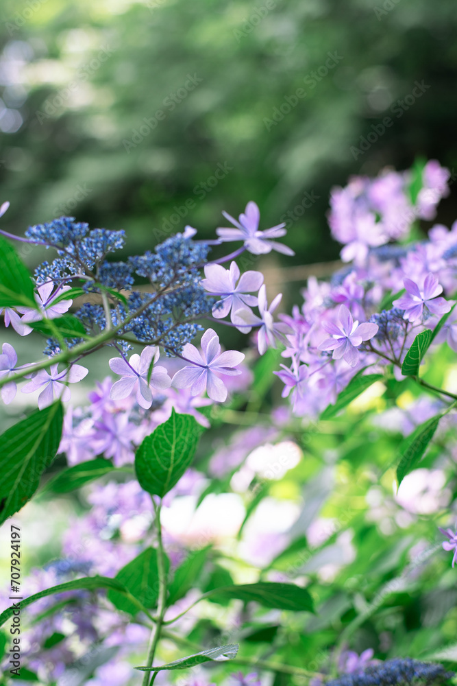 Obraz premium 紫のガクアジサイ