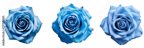 Set of blue rose macro isolated on transparent background
