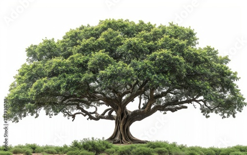 A single large tree with a white background. Suitable for multi-purpose use It is a symbol of strength and simplicity.