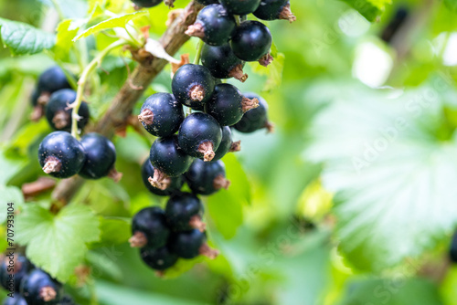 Black ripe currant on the branches of a bush in the garden. Organic berry on the farm. A healthy organic berry grown with love in the garden.