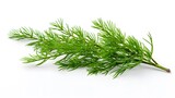 Closeup of green twig of thuja the cypress family on white background 