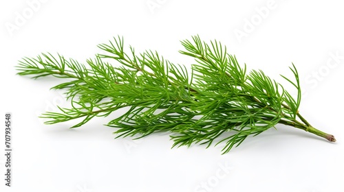 Closeup of green twig of thuja the cypress family on white background
 photo