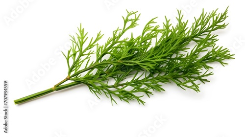 Closeup of green twig of thuja the cypress family on white background
 photo